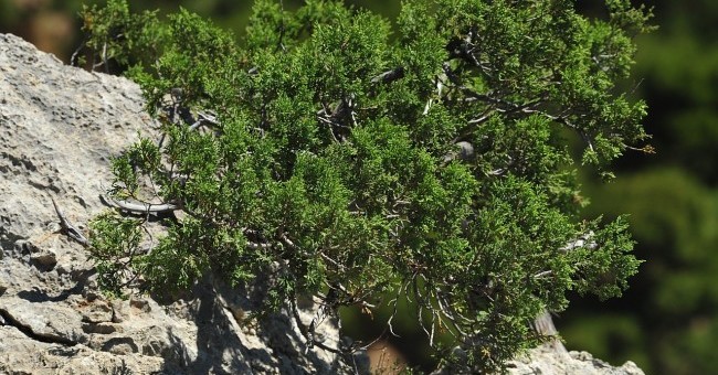 Juniperus exelsa